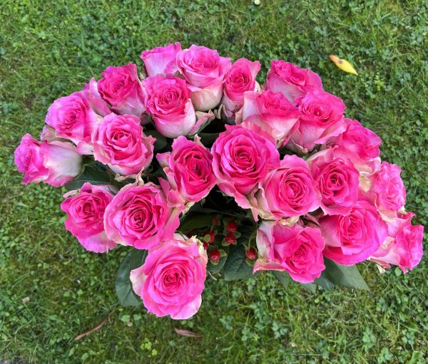 malibu roses california